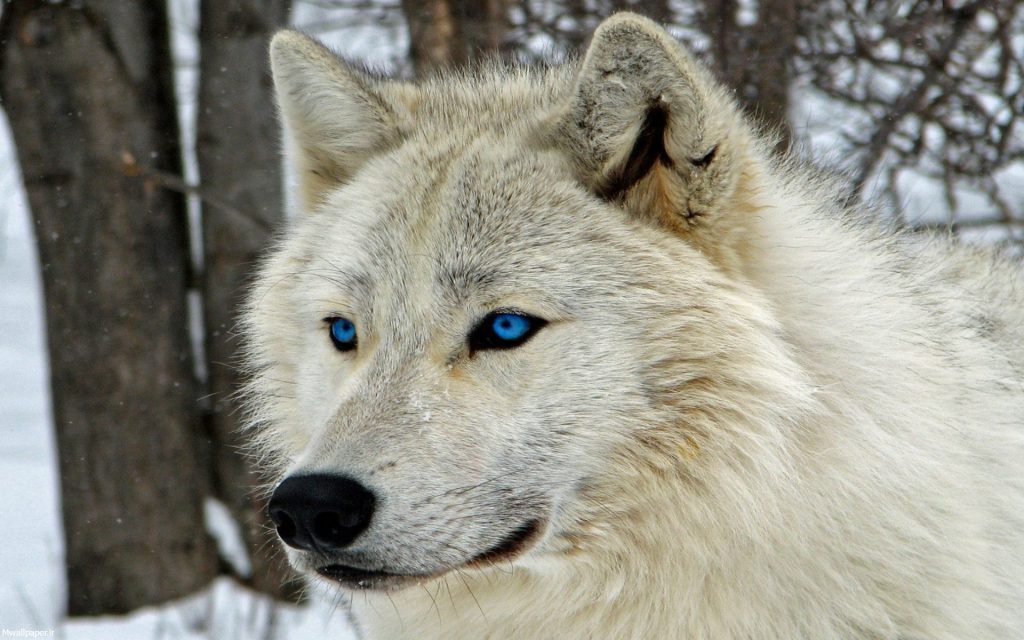 گرگ سفید (2)