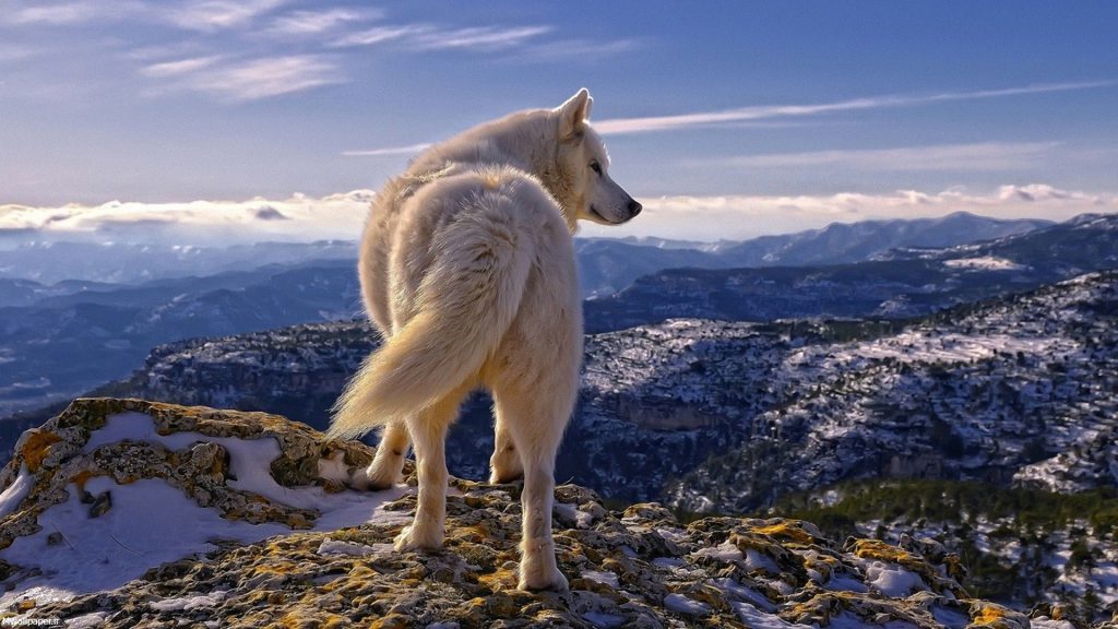 گرگ سفید از پشت
