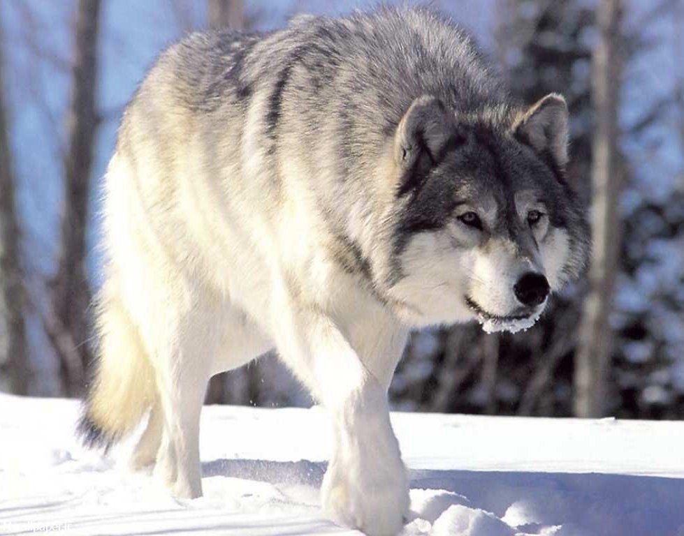 گرگ سفید در برف