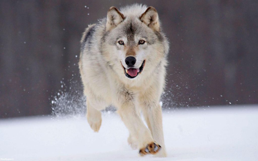 گرگ سفید در حال دویدن در برف