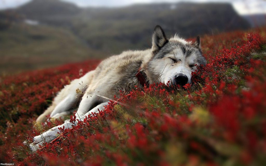 گرگ سفید در طبیعت