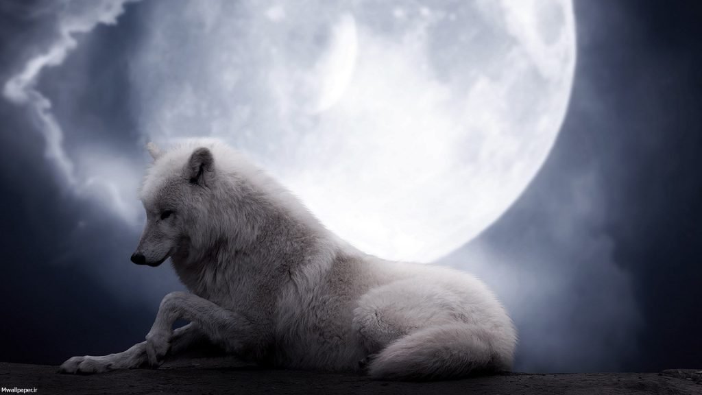 گرگ سفید زیر نور ماه