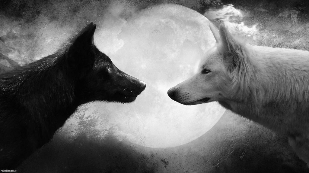 گرگ سفید و گرگ سیاه