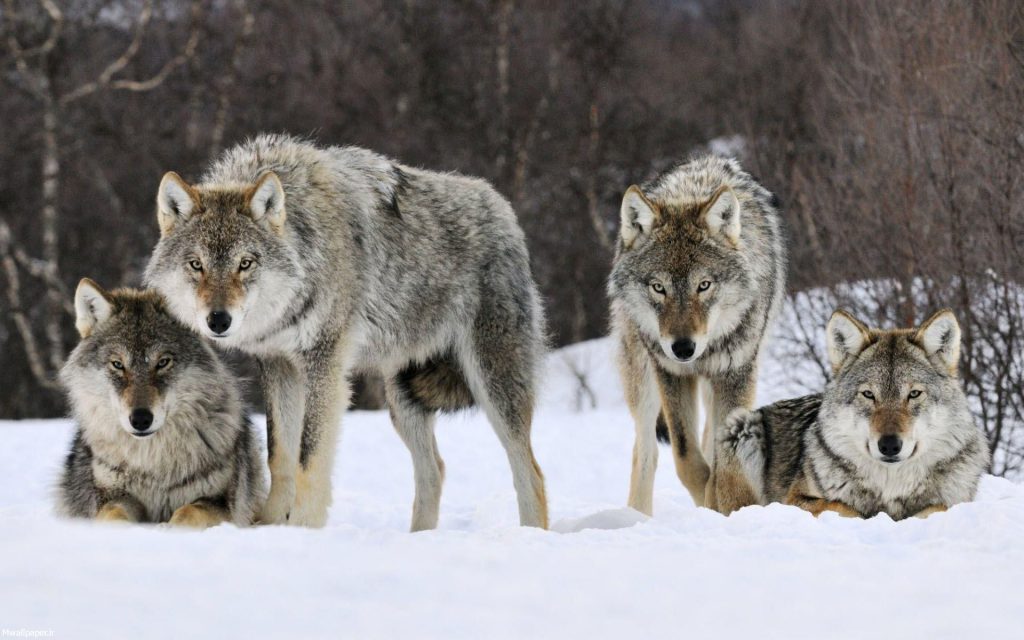 گرگ ها