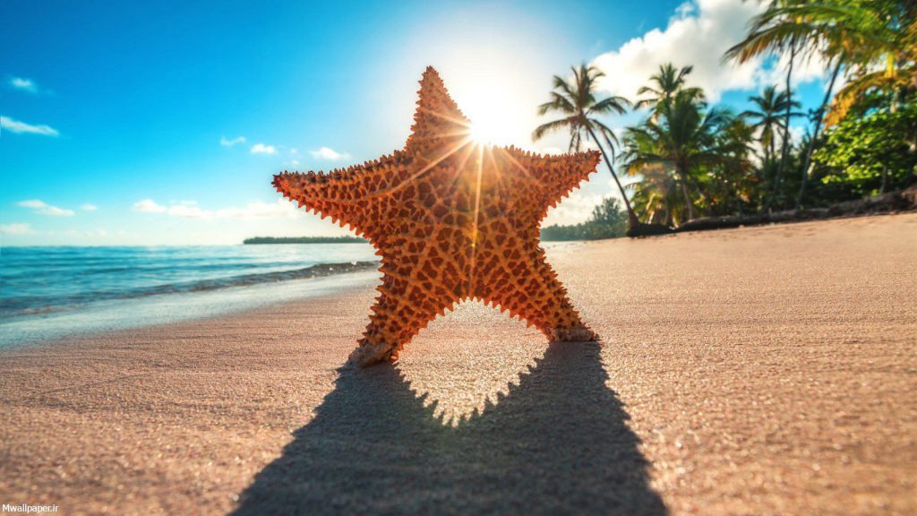 عکس بک گراند ستاره دریایی در ساحل
