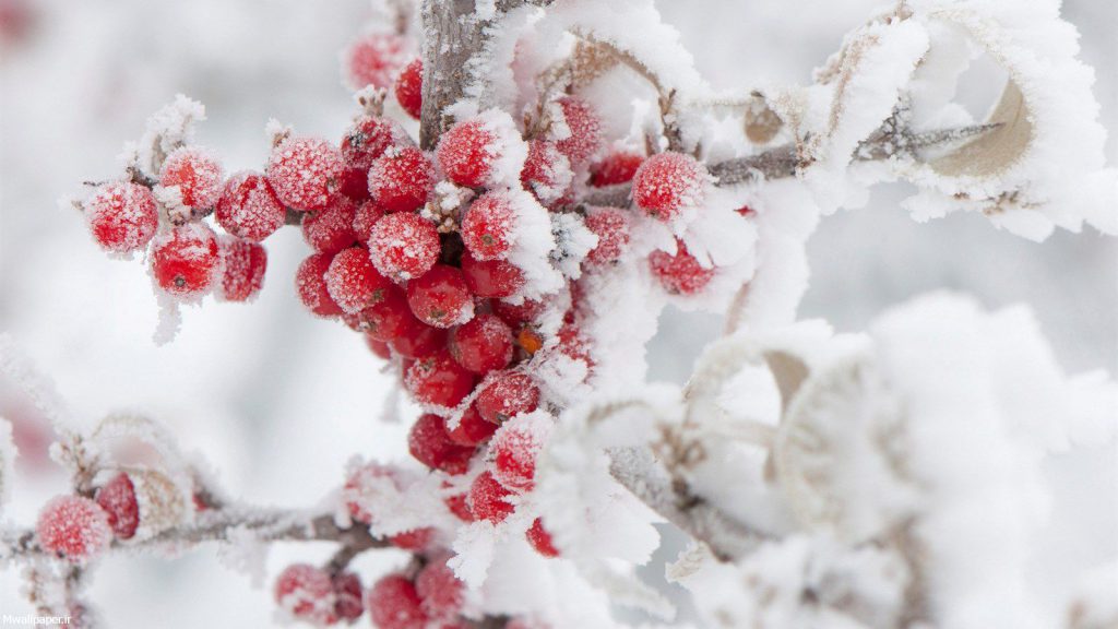 عکس میوه های درخت برفی