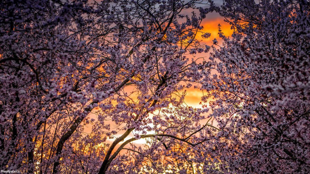 والپیپر زیبای شکوفه های درخت گیلاس