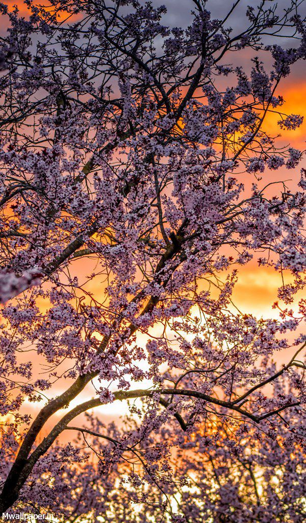پس زمینه موبایل شکوفه های درخت گیلاس