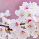 بک گراند شکوفه های گیلاس برای موبایل