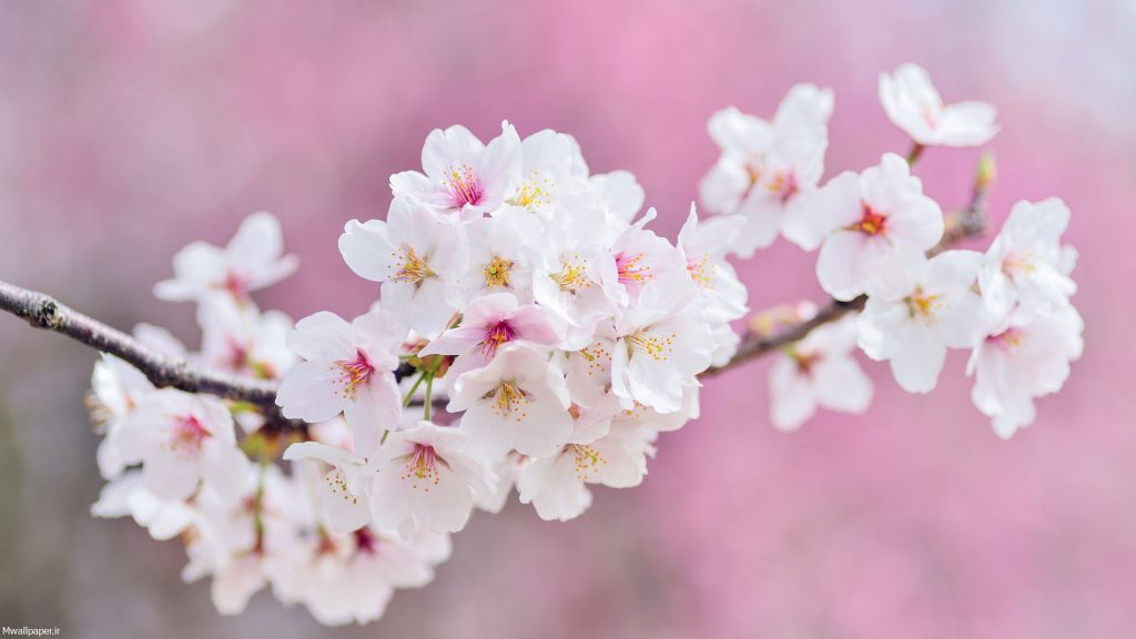  تصویر زمینه طبیعت بهاری