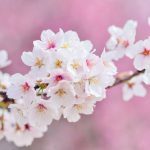 بک گراند شکوفه های گیلاس