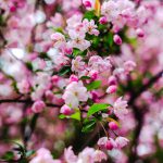 شکوفه های صورتی درخت گیلاس