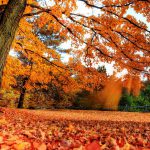 عکس برگ ها و درختان زرد پاییزی برای بک گراند موبایل