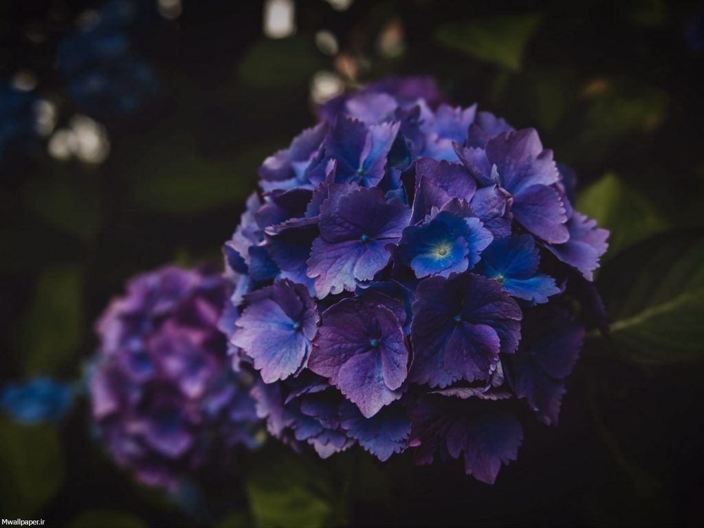 عکس بنفش ساده