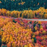 عکس بک گراند موبایل جنگل زیبای پاییزی