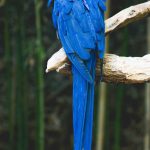 عکس طوطی دم بلند آبی رنگ برای بک گراند موبایل