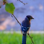 عکس پرنده با پرهای آبی برای پس زمینه موبایل