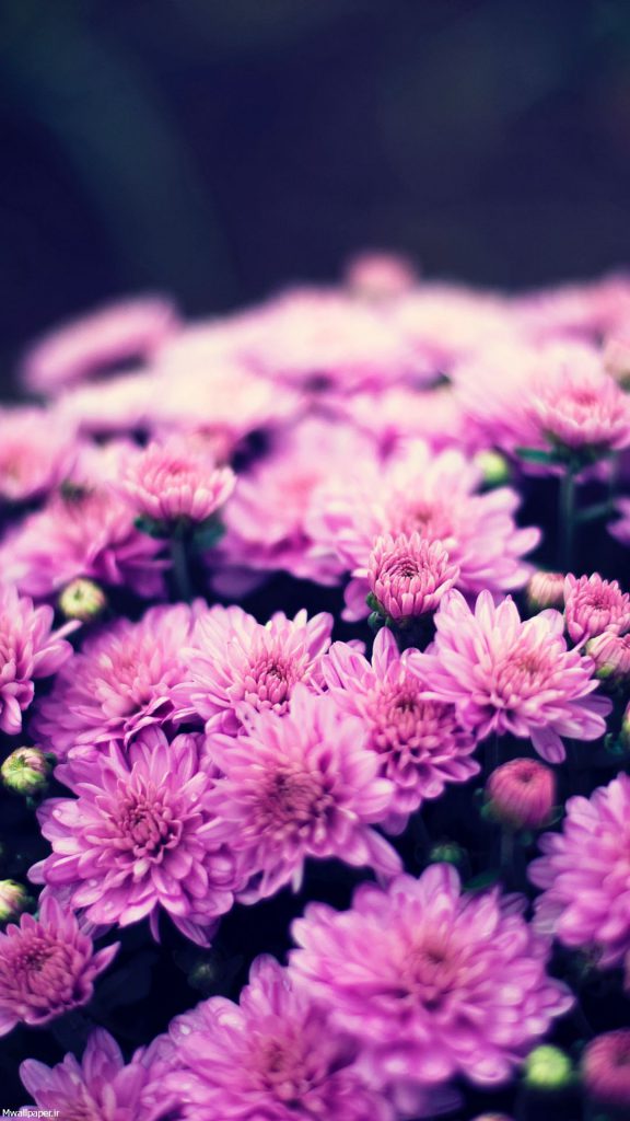 عکس بنفش ساده