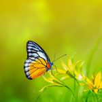 والپپیر پروانه روی گل زرد در حال گرده افشانی