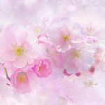 والپیپر بهاری شکوفه های گیلاس برای موبایل