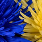 والپیپر خوشگل گل های آبی و زرد کنار هم