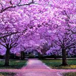 والپیپر درخت گیلاس در بهار