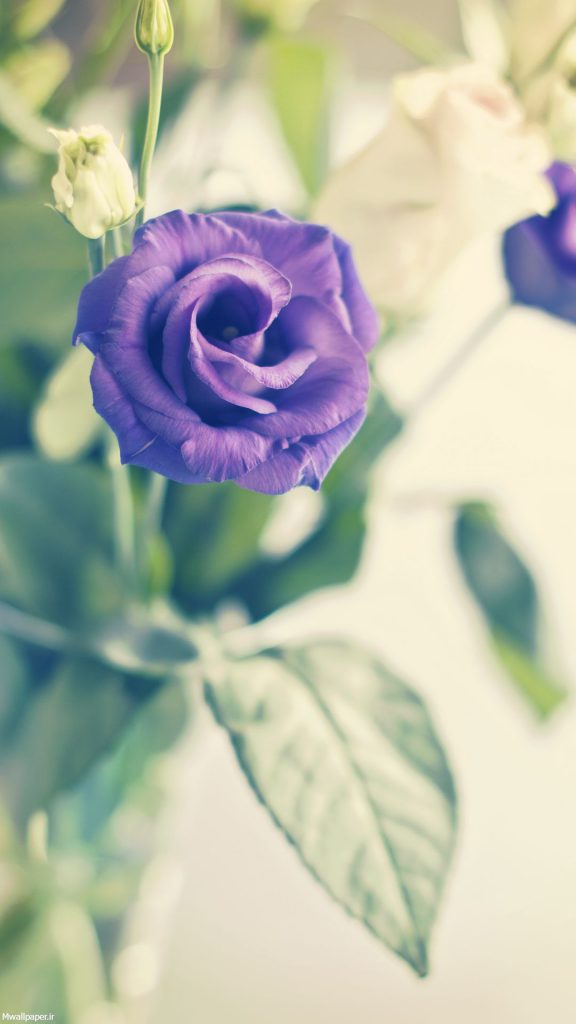 عکس خفن عکس بک گراند بنفش شاخ