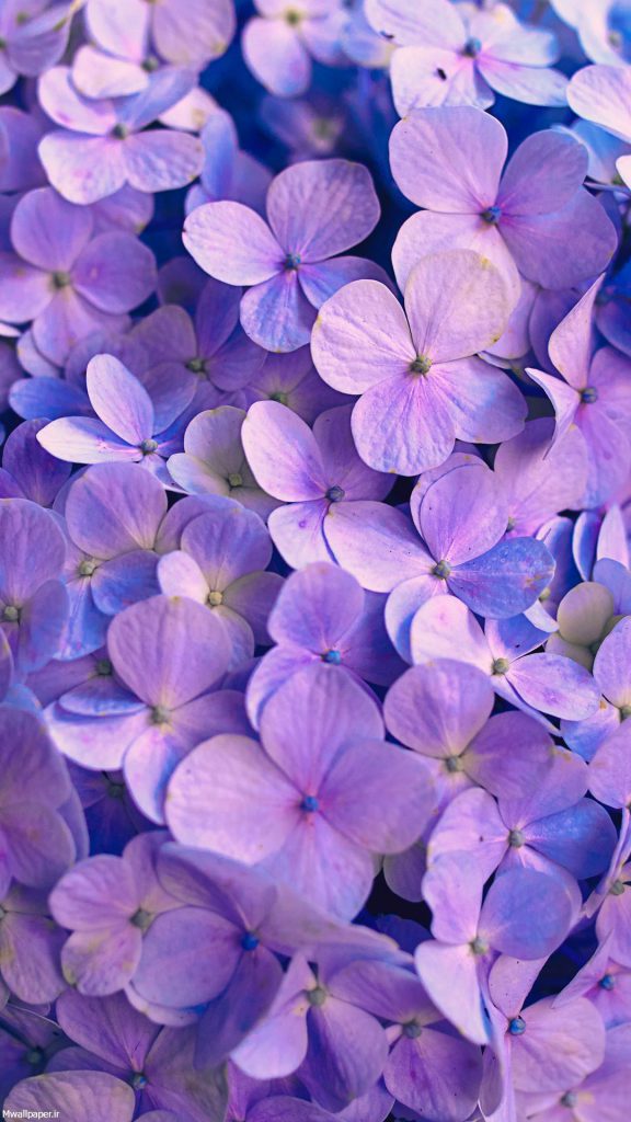 عکس خفن عکس بک گراند بنفش شاخ