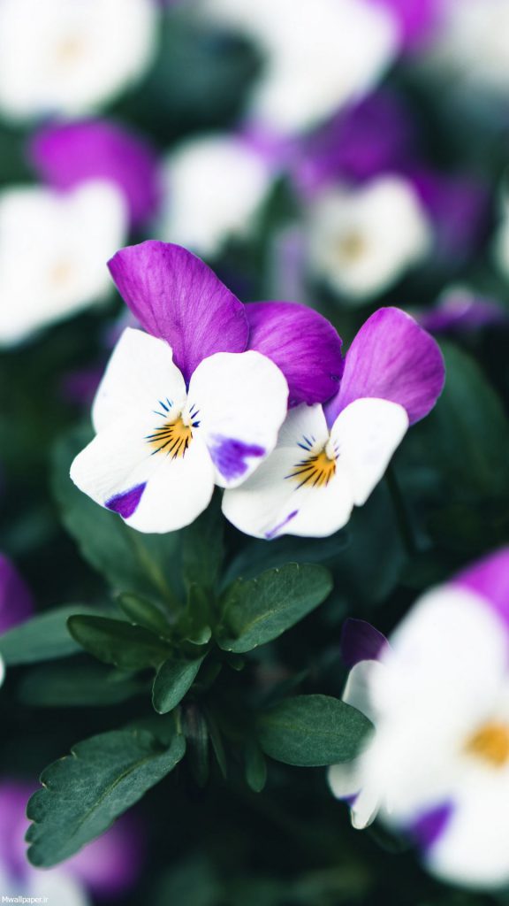 عکس خفن عکس بک گراند بنفش شاخ