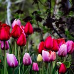 والپیپر موبایل گل های لاله در فصل بهار