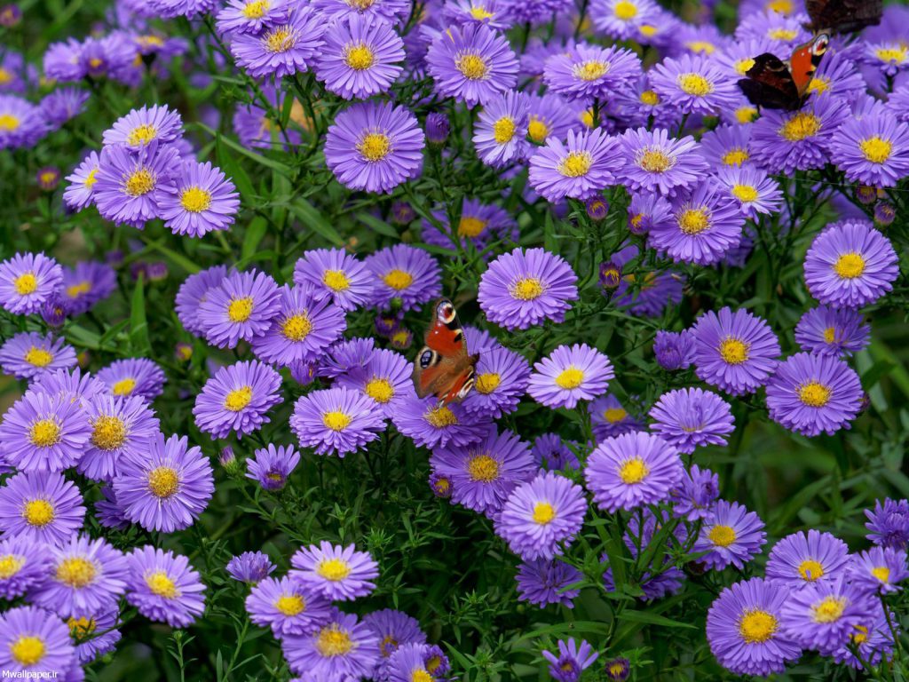 عکس خفن عکس بک گراند بنفش شاخ