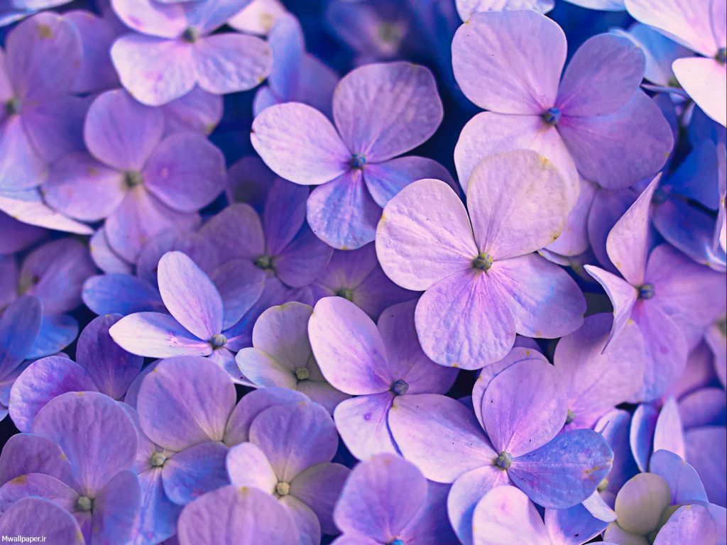 عکس بنفش ساده