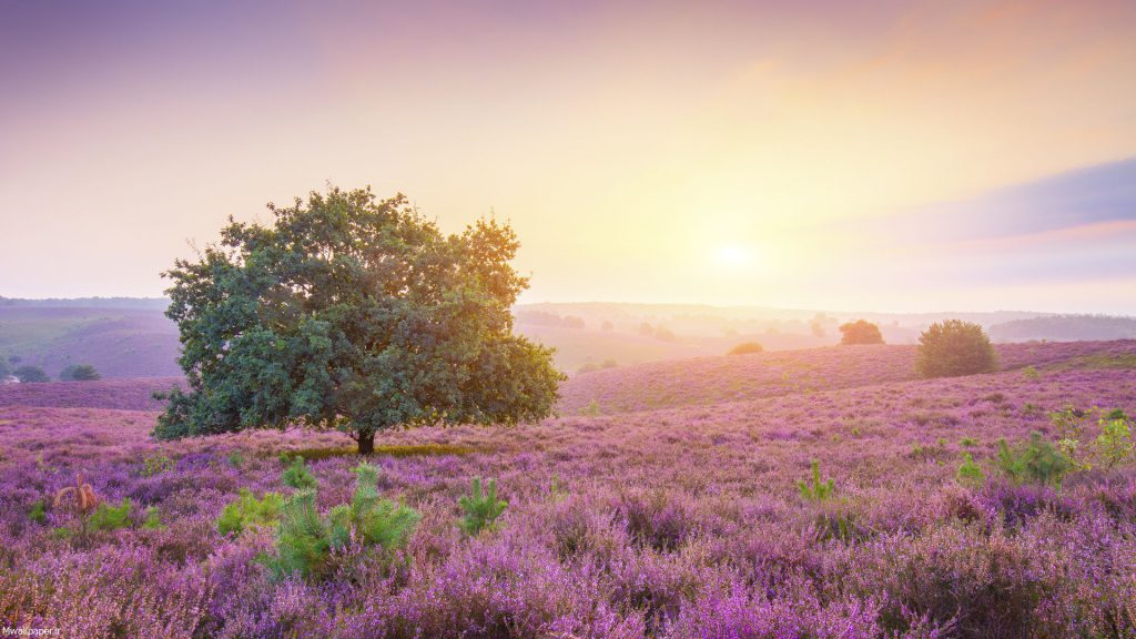  تصویر زمینه طبیعت بهاری