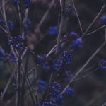پس زمینه زیبای موبایل عکس گیاهان آبی