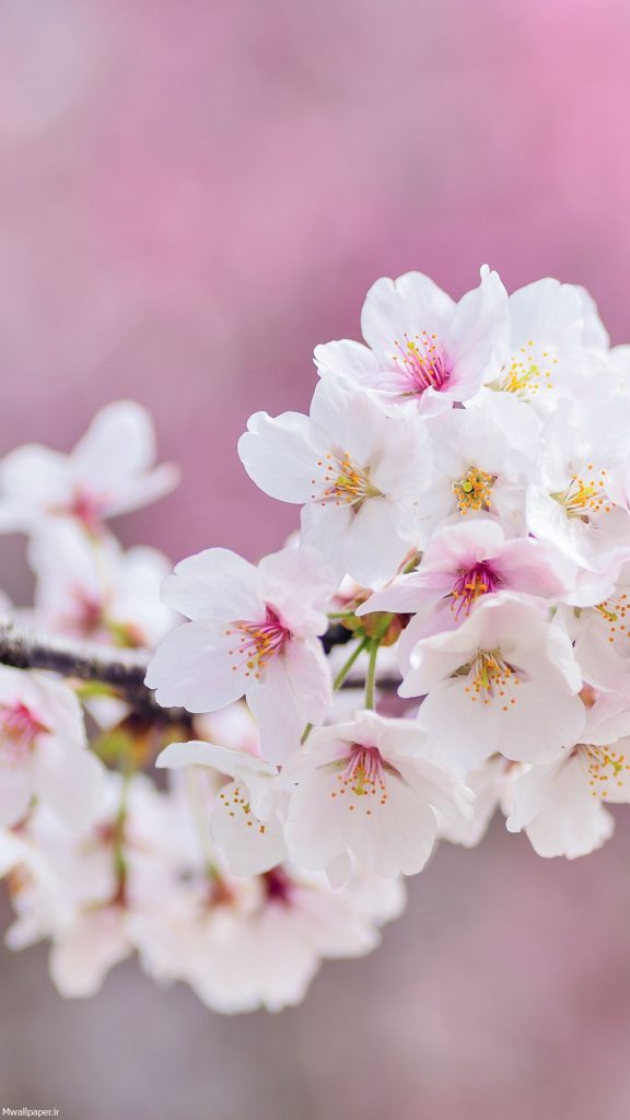 بک گراند شکوفه های گیلاس برای موبایل