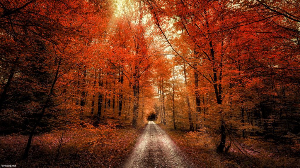 جاده جنگلی و طبیعت زیبای پاییز