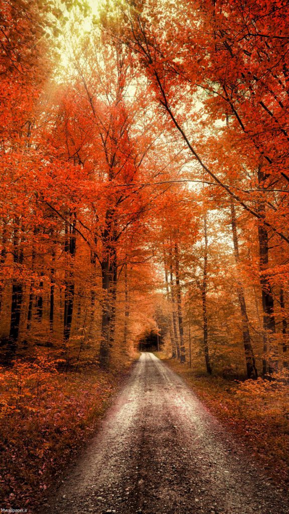 جاده جنگلی و طبیعت زیبای پاییز برای بک گراند موبایل