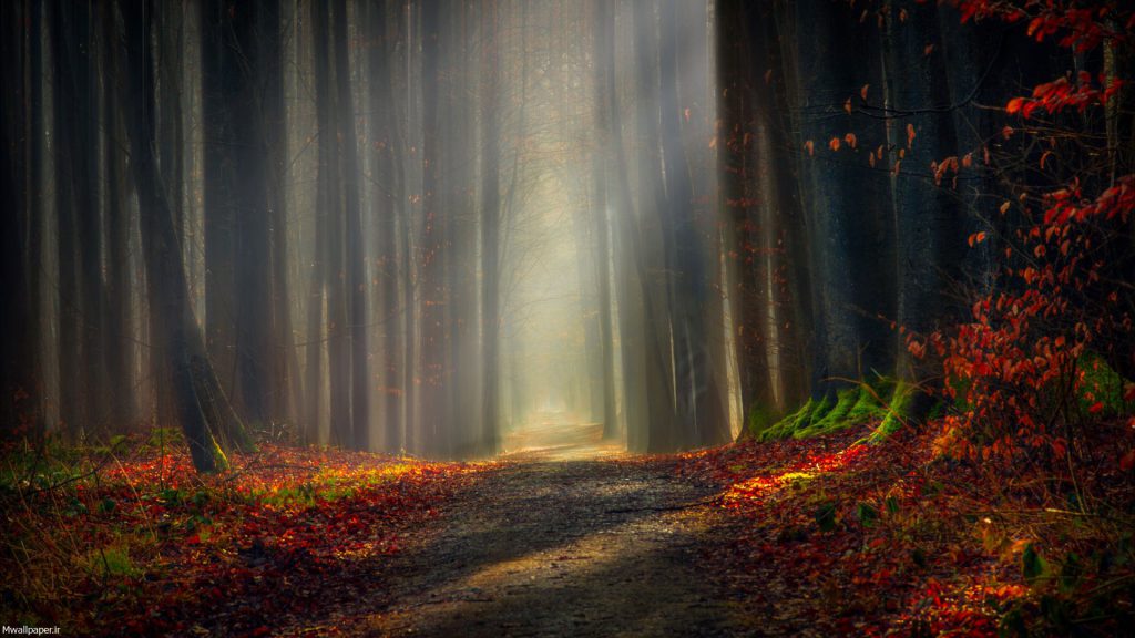 جاده زیبای جنگلی در پاییز
