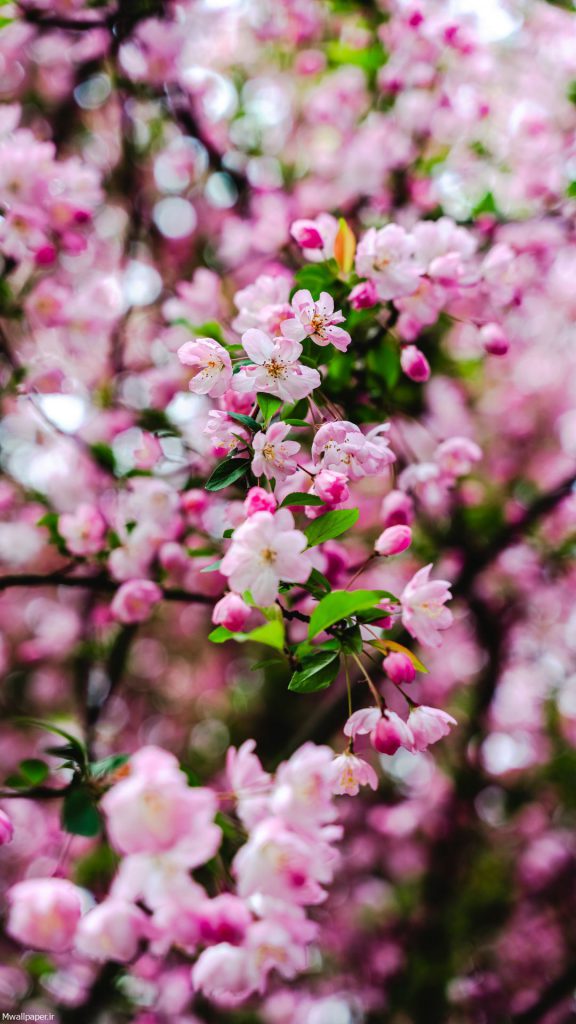 شکوفه های صورتی درخت گیلاس