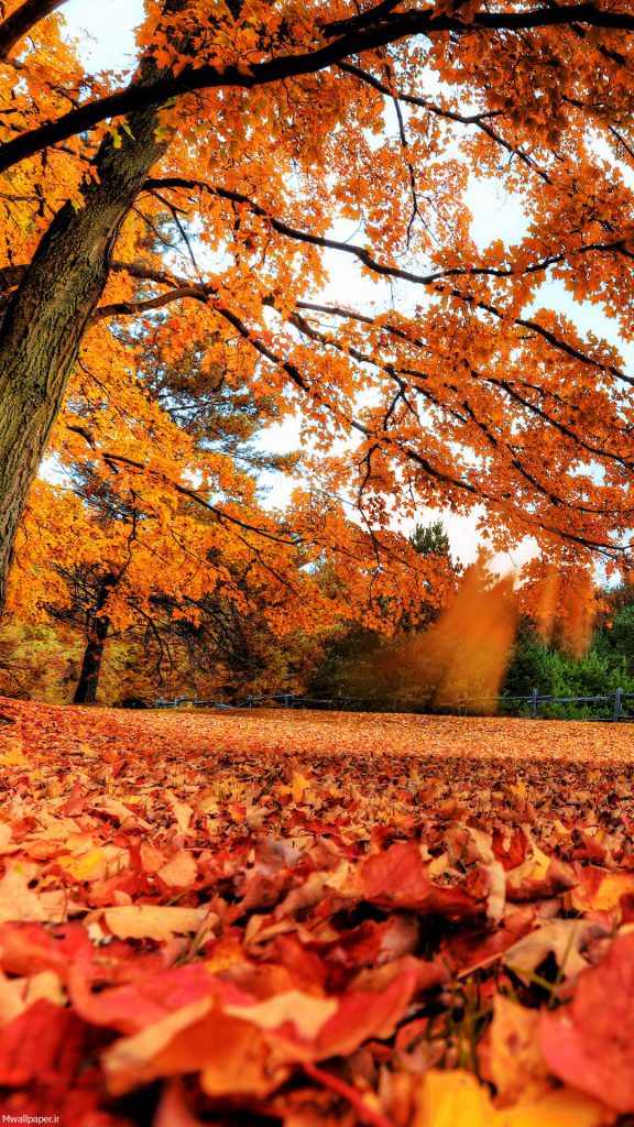 عکس برگ ها و درختان زرد پاییزی برای بک گراند موبایل