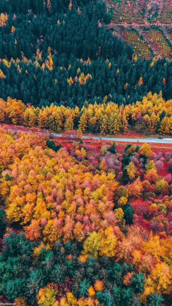 عکس بک گراند موبایل جنگل زیبای پاییزی