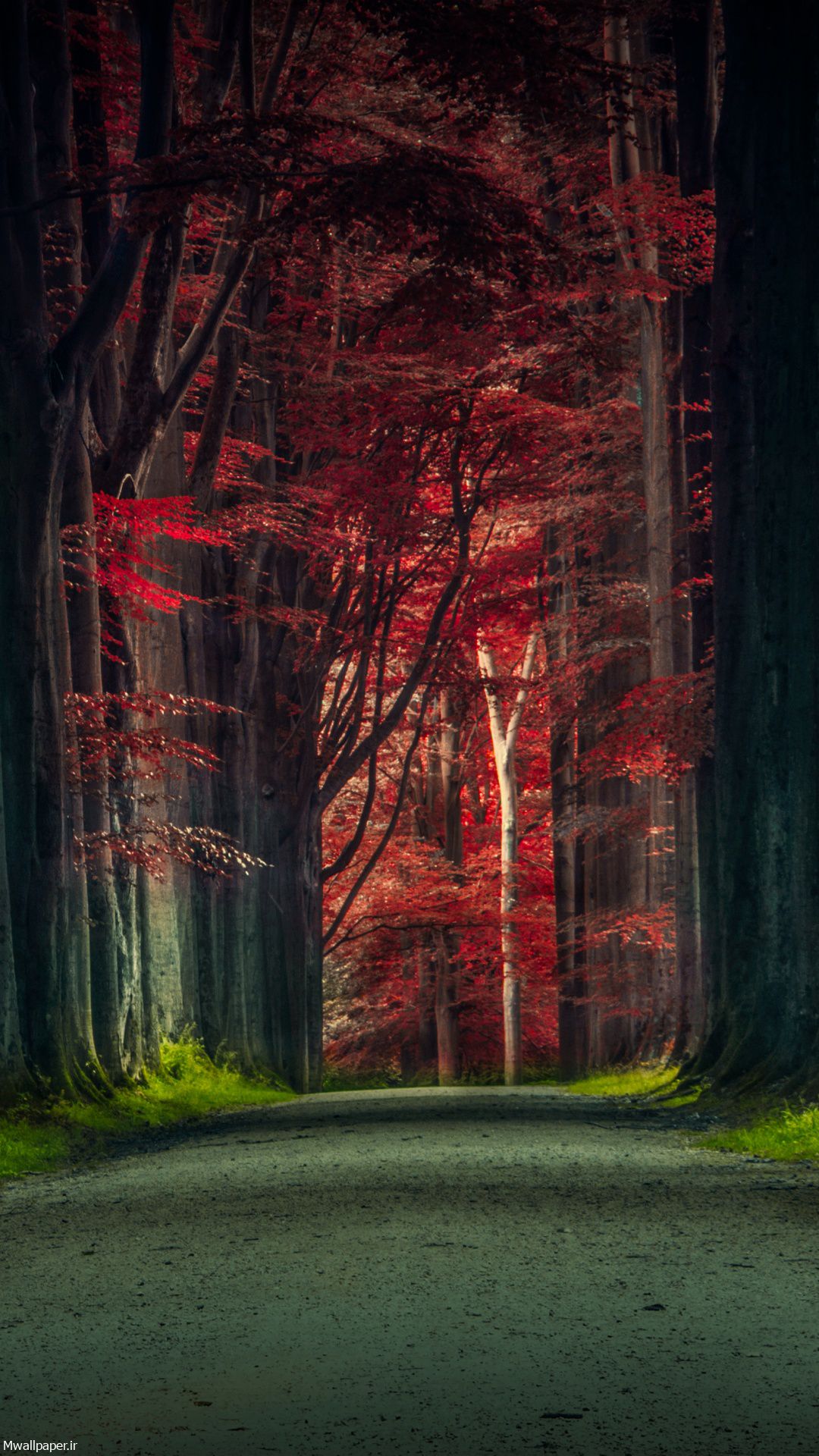 عکس جنگل درخت ها در پاییز برای پس زمینه موبایل