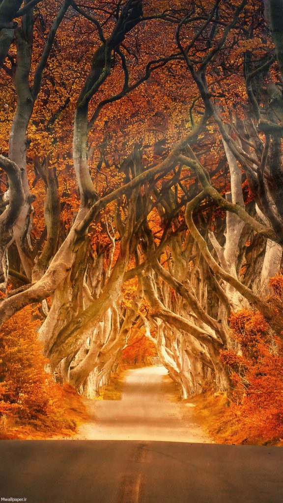 عکس جنگل پاییزی برای بک گراند موبایل