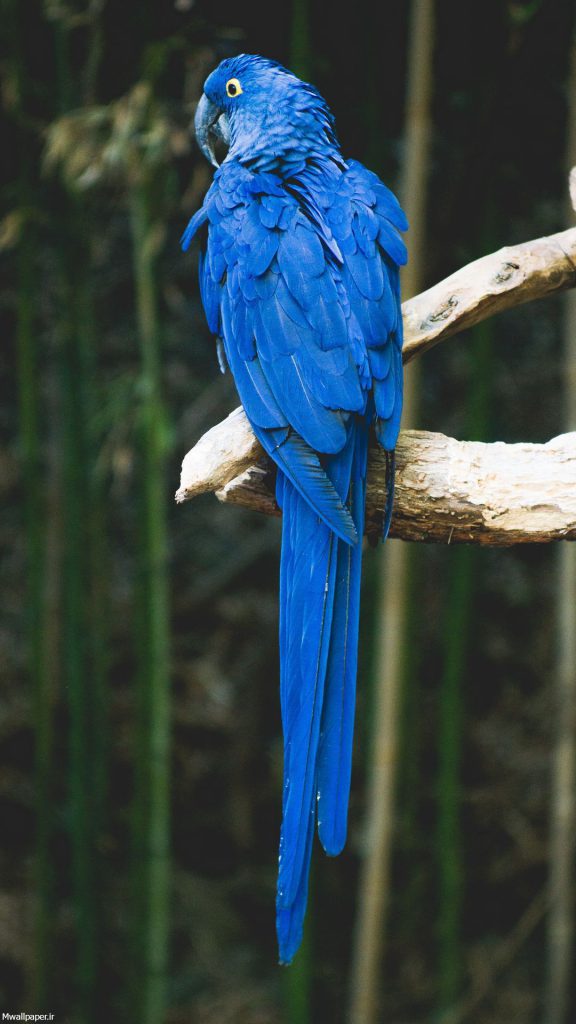 عکس طوطی دم بلند آبی رنگ برای بک گراند موبایل