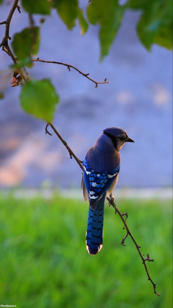 عکس پرنده با پرهای آبی برای پس زمینه موبایل