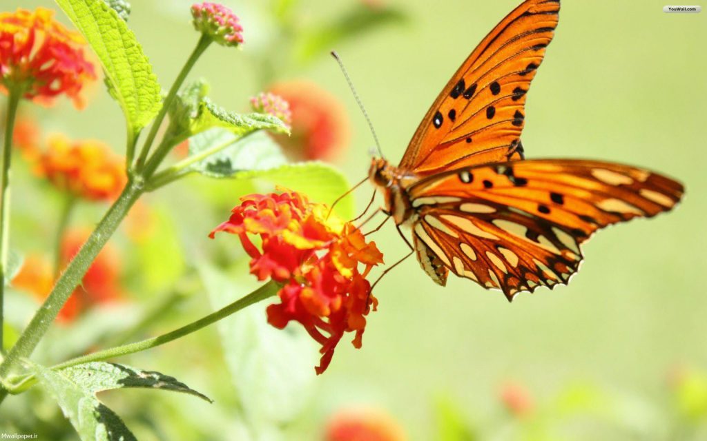عکس پروانه رنگارنگ