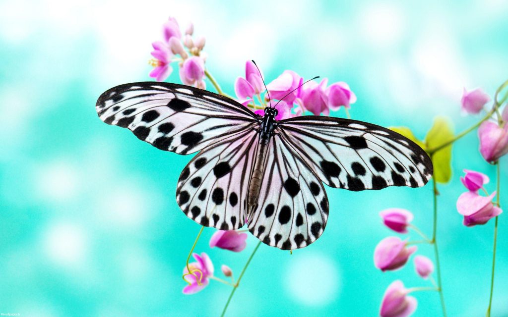 عکس پروانه واقعی