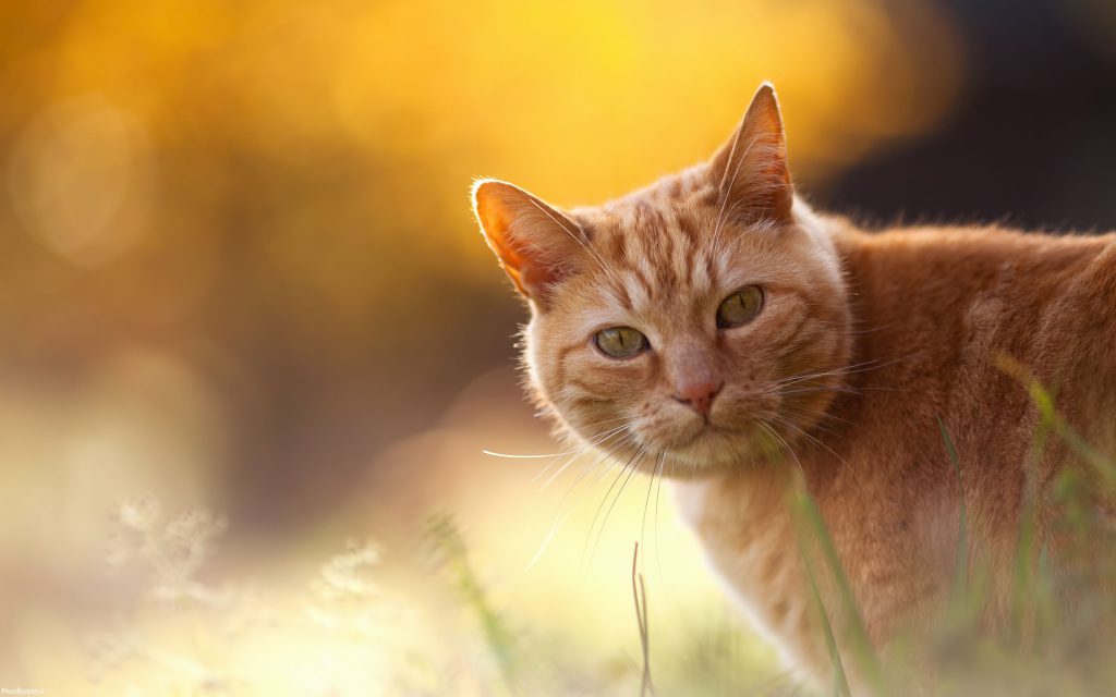 عکس گربه نارنجی با کیفیت برای بک گراند