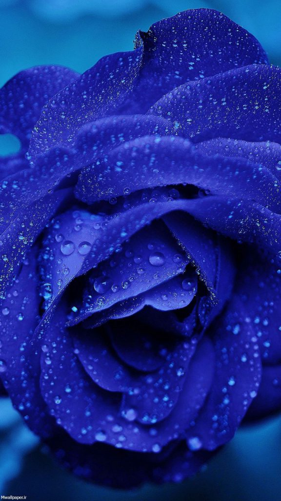 عکس گل رز آبی برای پس زمینه گوشی