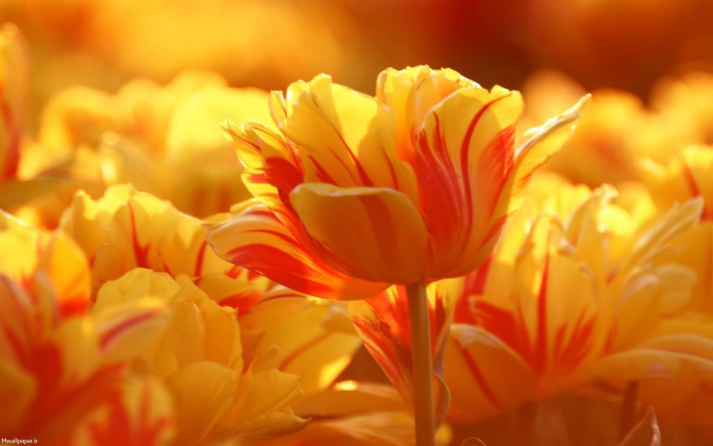 عکس گلهای نارنجی برای والپیپر